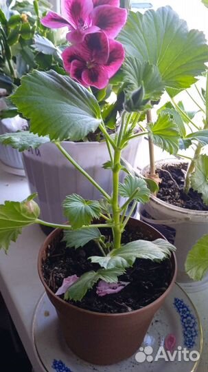 Герань пеларгония королевская