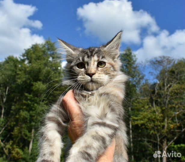 Котята мейн-кун