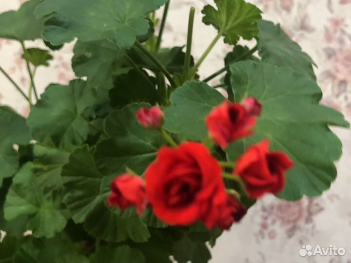 Герань розебудная