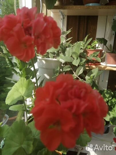 Герань пеларгония белая, красная, лососевся