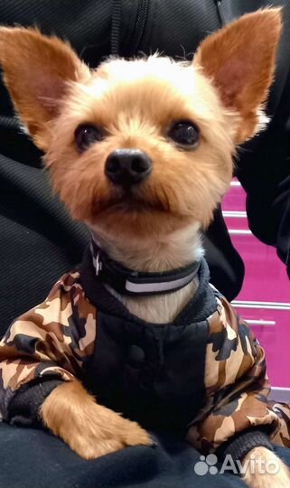 Вязка Мини Йорк