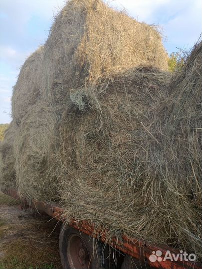 Продам сено хороший с доставкой