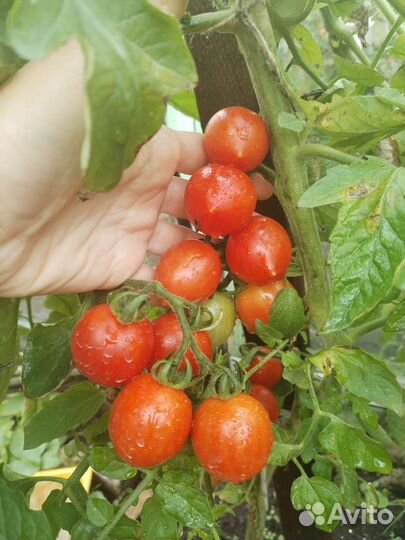 Вкусные домашние помидоры