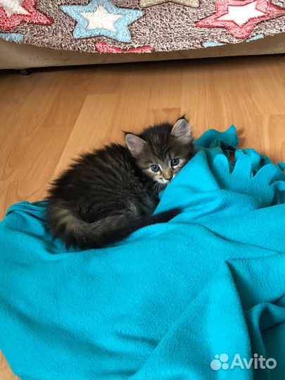 Отдам котят бесплатно