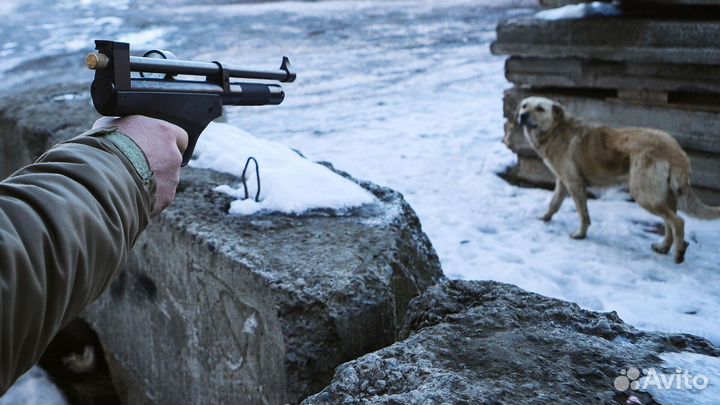 Отлов собак