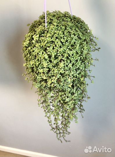 Пилея Ливанская