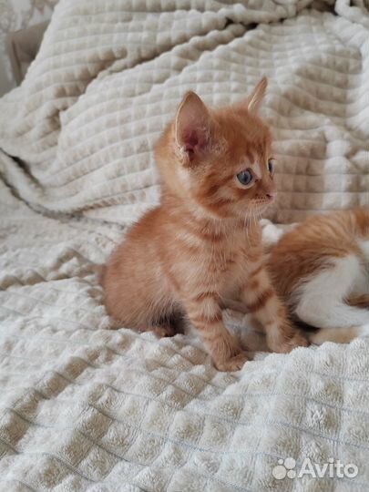 Котята в дар