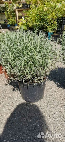 Лаванда узколистная