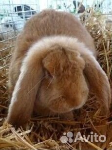 Декоративные кролики