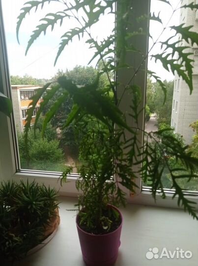 Комнатные растения цветы