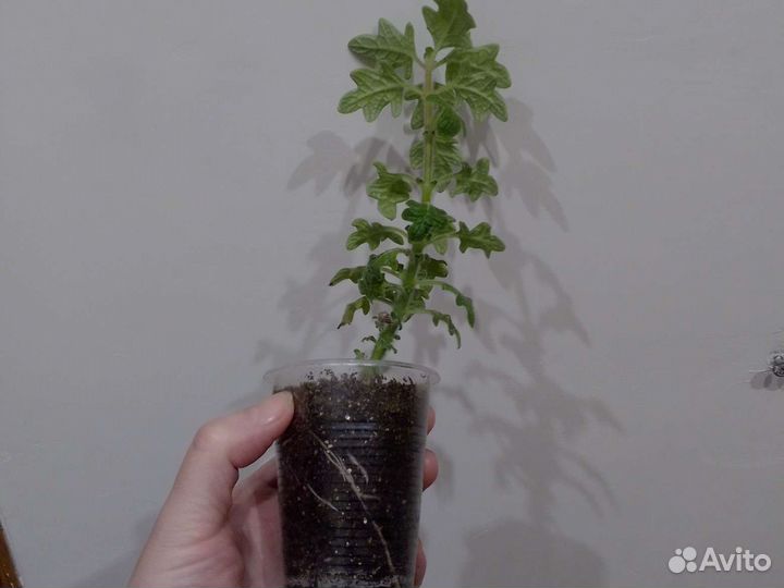 Мята комнатная