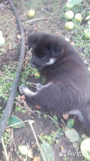 Щенок в добрые руки