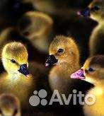 Гусята суточные и подрощенные