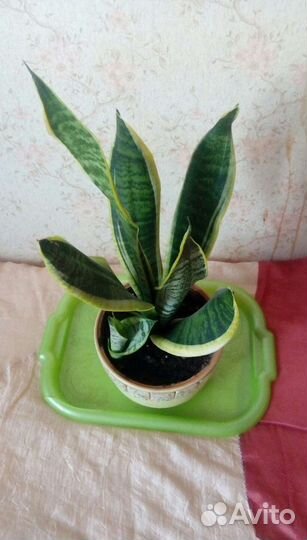 Цветы комнатные