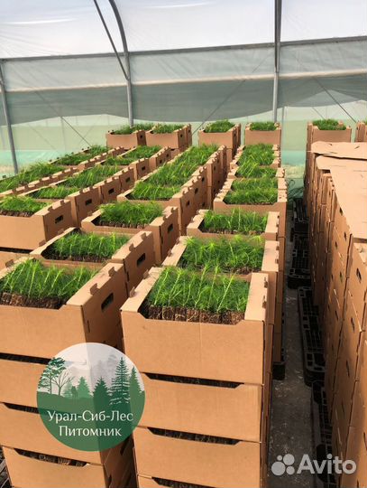Зкс и окс Сосна Ель Лиственница сеянцы Голуб горн