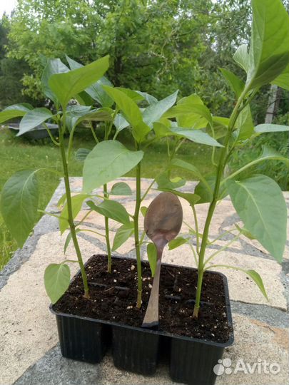 Рассада сладкого перца