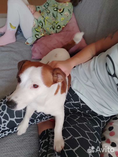 Передержка собак, кошек и грызунов