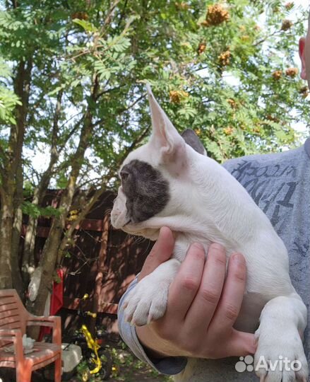 Французский бульдог