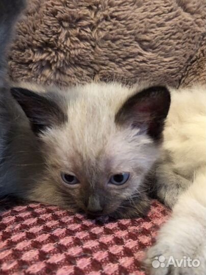 Отдам котят в добрые руки