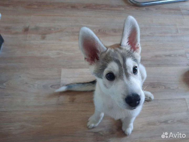 Щенок мальчик бесплатно в добрые руки