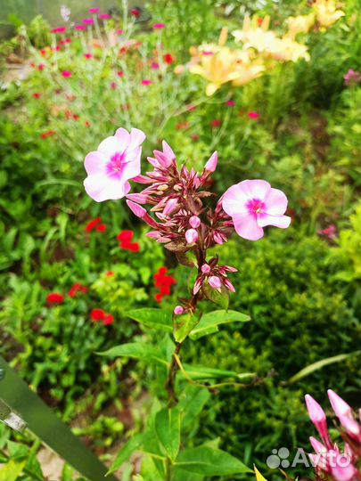 Флоксы,астильба,брунера