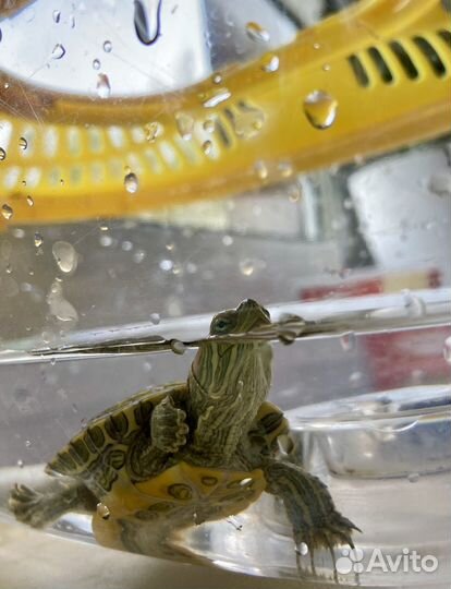 Красноухая черепаха маленькая бесплатно