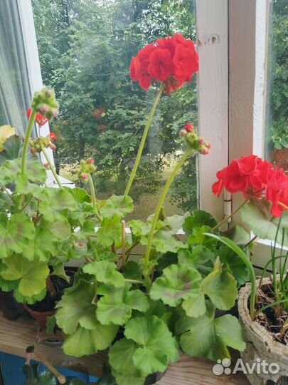 Пеларгония