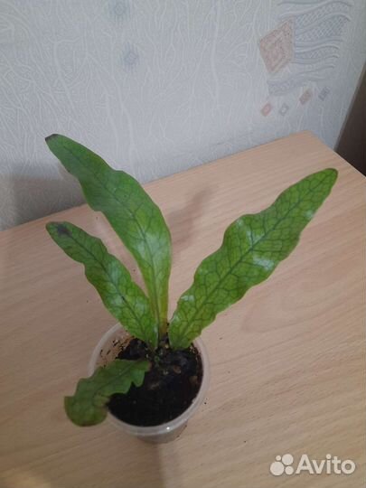 Комнатные растения