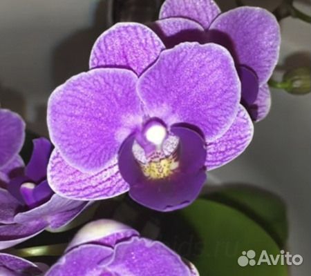 Цветущие орхидеи Монако, Violet Queen, Намора и др