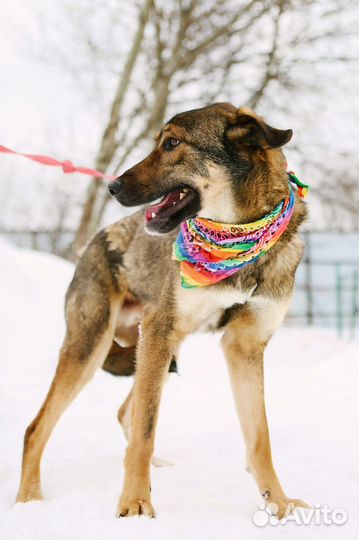 Собаки бесплатно, Люк