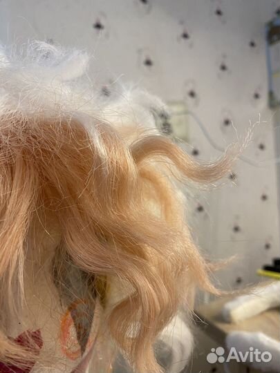 Косплей данганронпа Нагито Комаэда