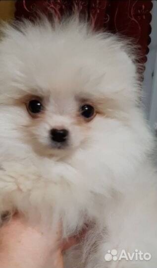 Шпицедетки мини