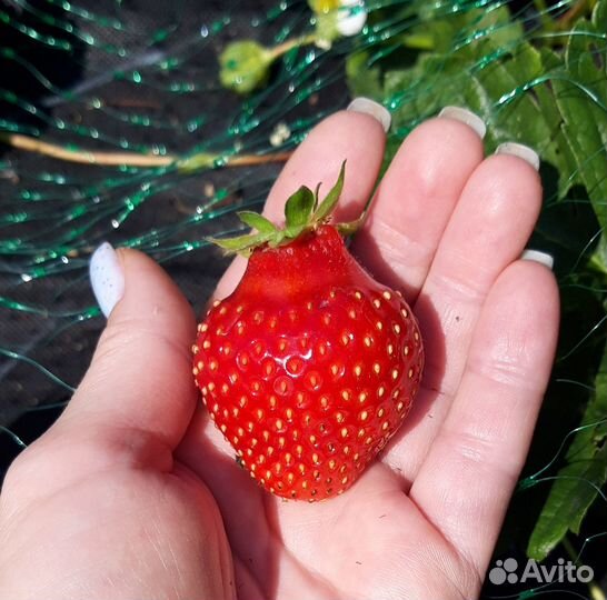 Рассада клубники