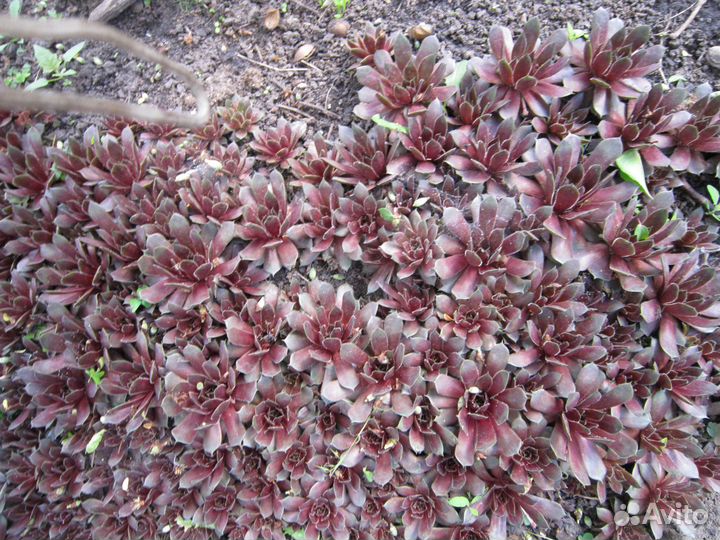 Многолетние цветы и растения