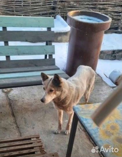 Отдам в добрые руки молодую собаку. Стерилизую