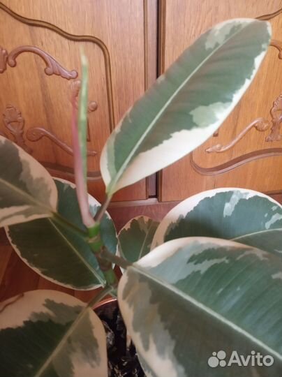 Фикус трехцветный