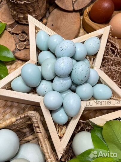 Инкубационное яйцо перепел Селадон (голубое яичко)