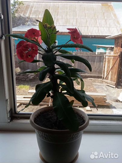 Молочай миля взрослый