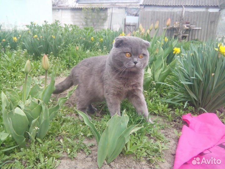 Шотландская