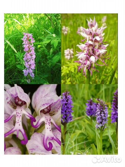 Ятрышник Саженцы/семена