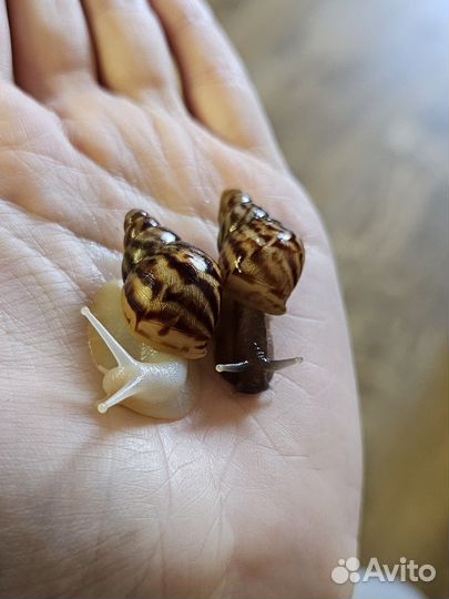 Улитки ахатины бесплатно