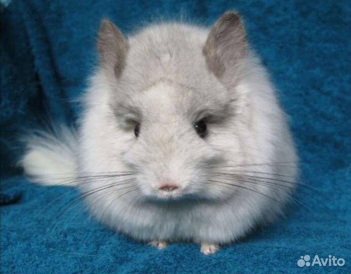 Шиншиллы ангоры мальчики и девочки