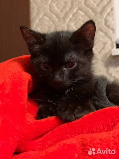 Кошка в дар бесплатно