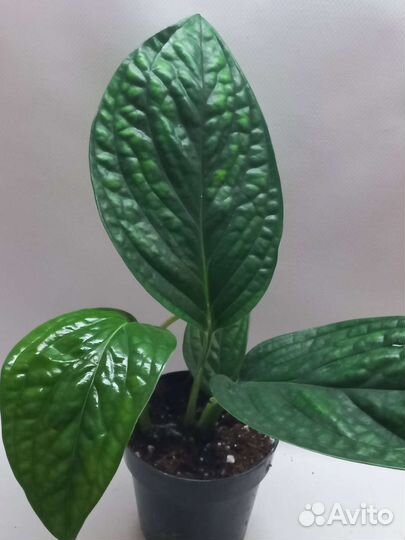 Эпипремнум карстениум Марбл Планет Монстера Перу