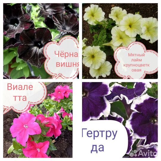 Рассада петунии