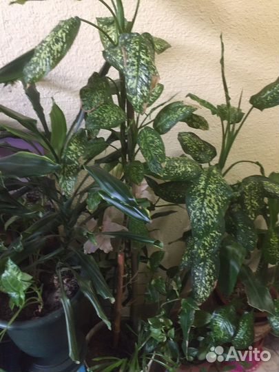 Цветы комнатные