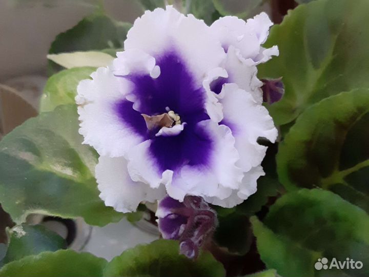 Фиалки (детки крупные)