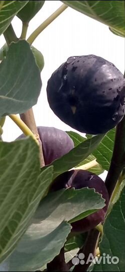 Инжира саженцы. Саженцы инжира