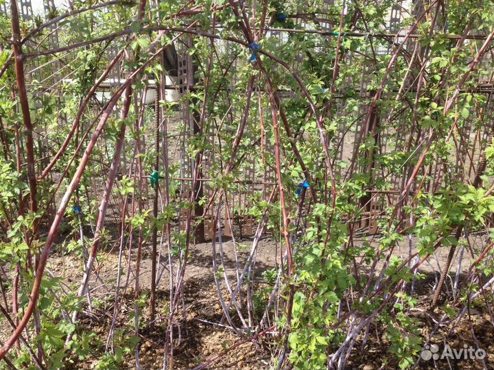 Кустарники