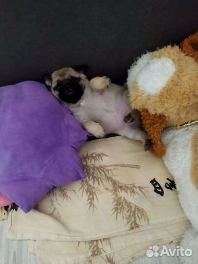 Мопсодетки